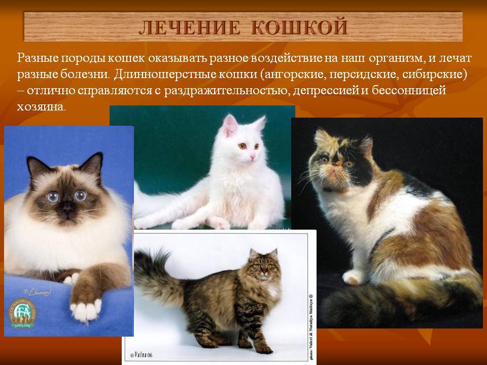 Коты и их породы с фото и названиями