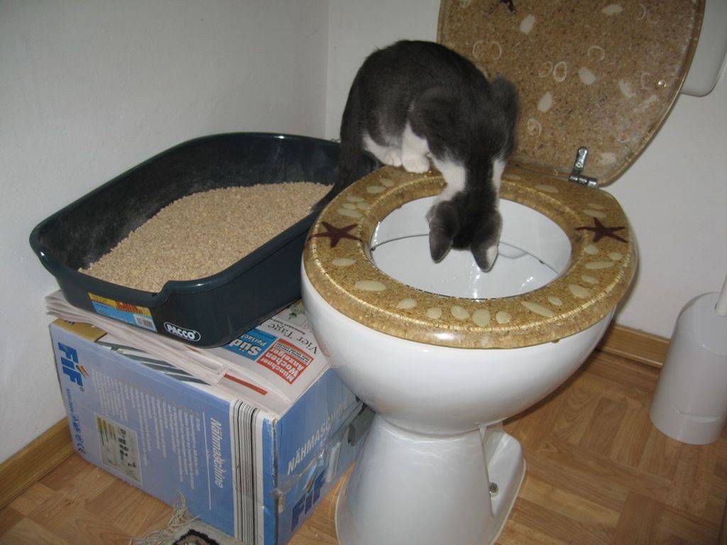 Котенок перестал ходить в туалет по большому