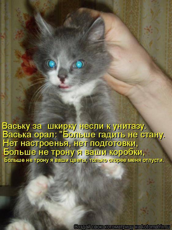 Можно ли брать кота за шкирку - oozoo.ru