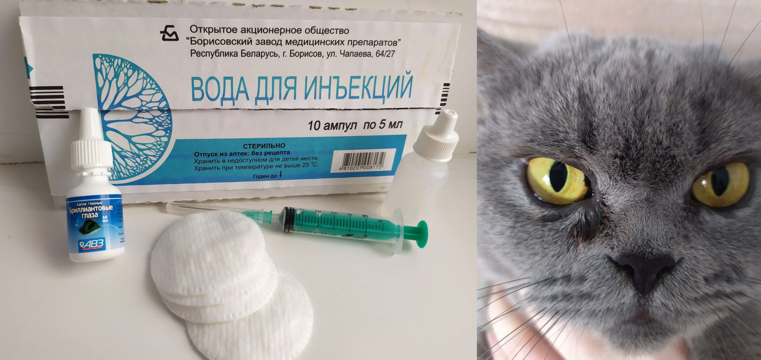 Лечение воспаления глаза у кошки: как и чем лечить, капли