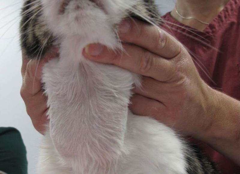 Гипертиреоз у кошек - симптомы, лечение, причины и диагностика в клинике зоостатус