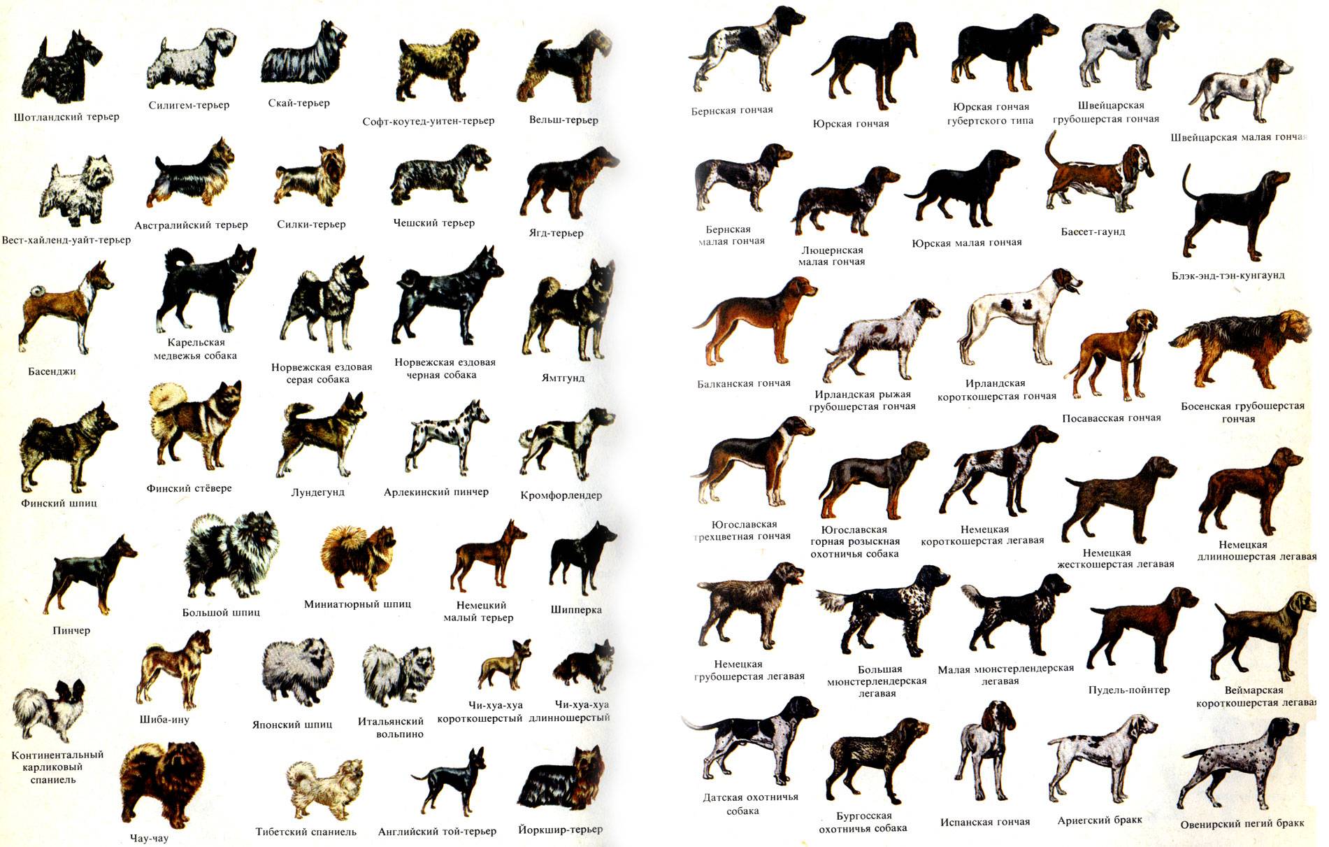 Бывает ли порода. Породы собак. Породы собак названия. Как определить породу собаки. Собаки породы разные породы.