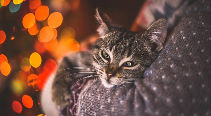 Лечат ли кошки человека от болезней: это правда или миф, как называется такое лечение