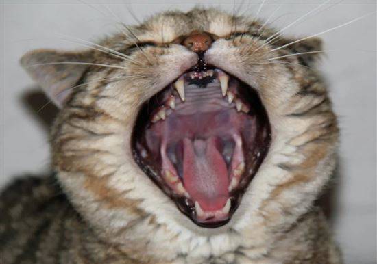 Котенок часто дышит ртом: почему так происходит? - животный мир - медиаплатформа миртесен