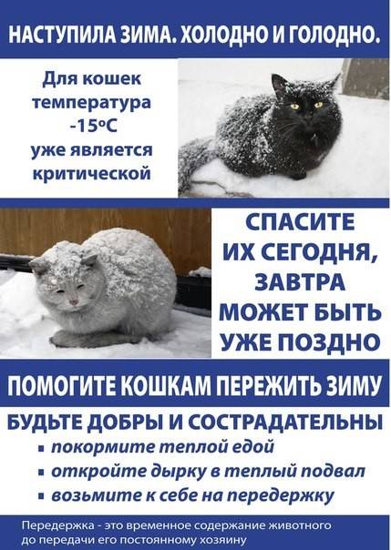 При какой температуре кошки могут жить на улице: какие породы не переносят холода. мерзнут ли кошки зимой? коты зимой