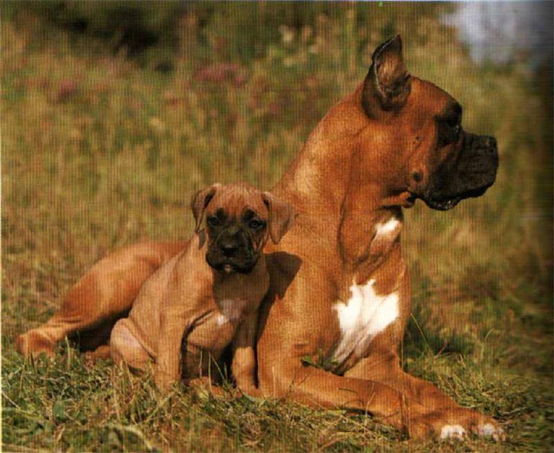 Собака боксёр (немецкий): описание и фото породы
