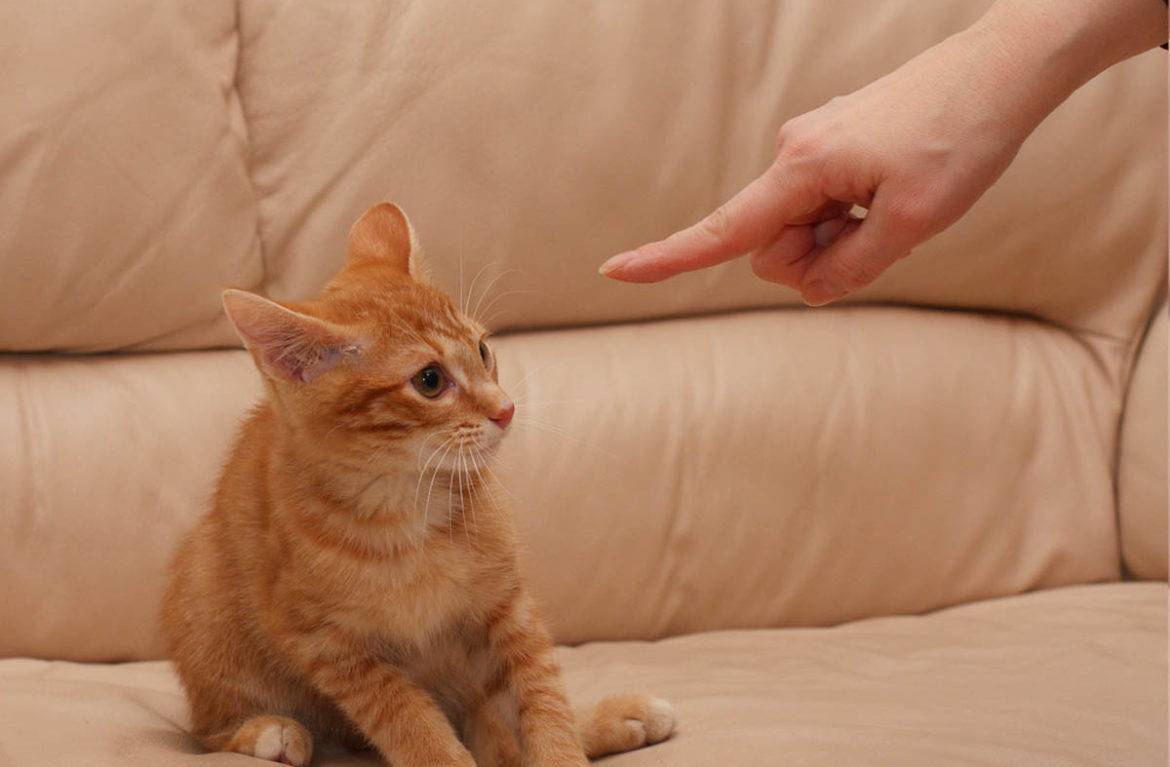 Как наказать кота: 5 «золотых правил» наказания
