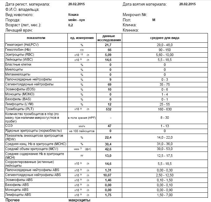 Схема pcv при раке головного