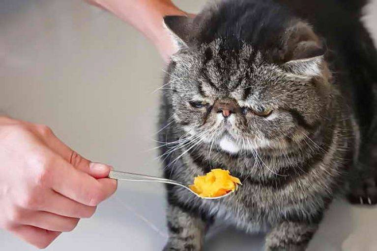 Что делать, если кошка не ест?