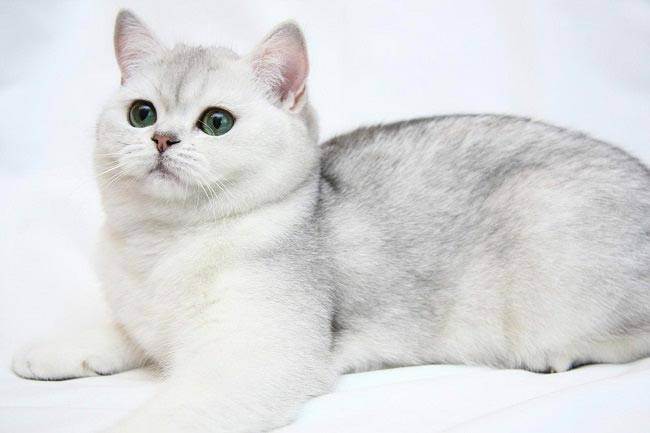Британская короткошёрстная кошка: характер и особенности ухода