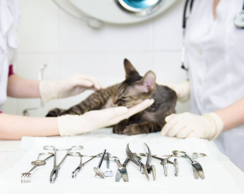 Советы ветеринаров после стерилизации: как правильно кормить кастрированных кошек сухим и влажным кормом, в том числе уличную стерилизованную кошку