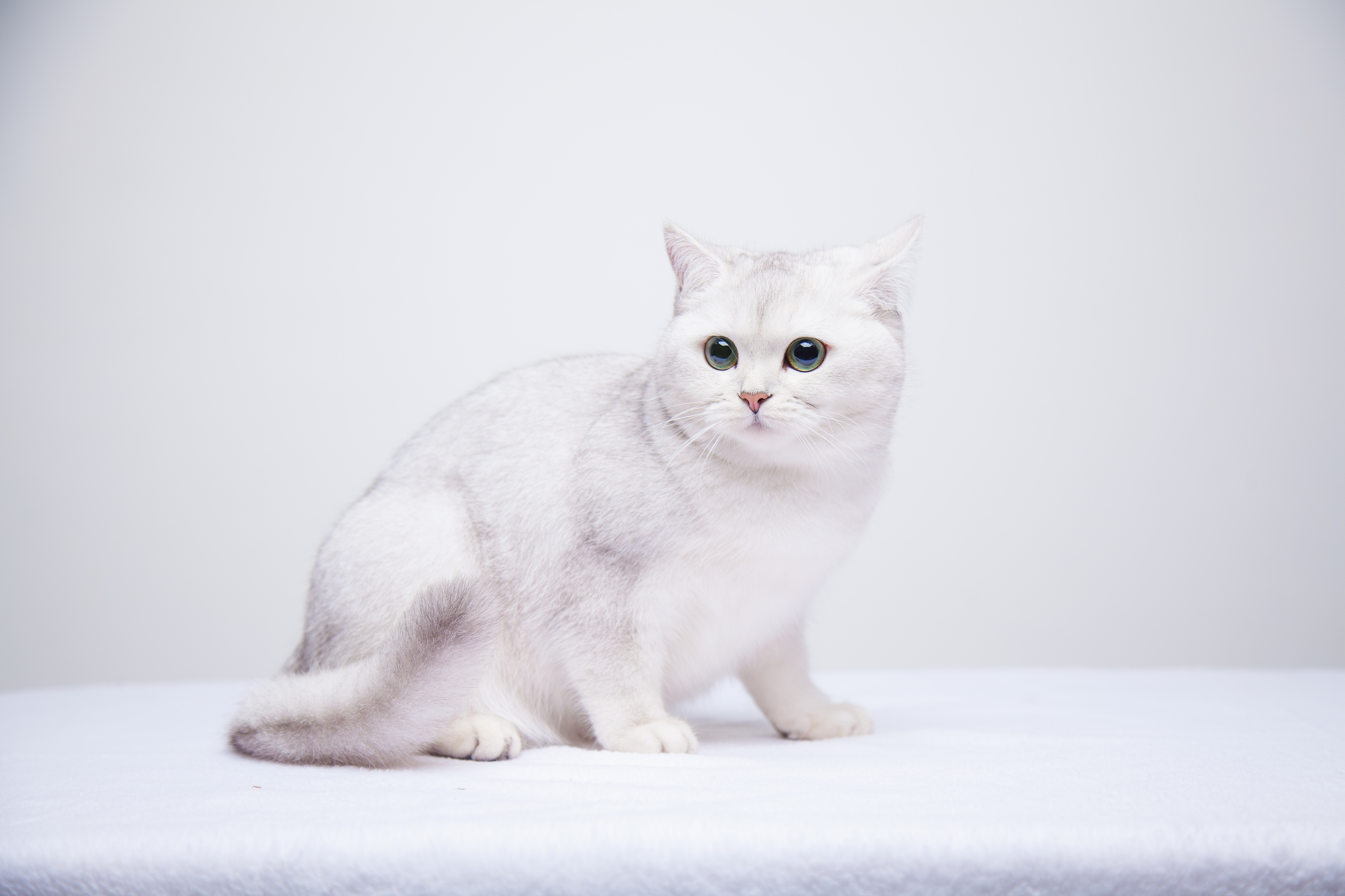 Британская шиншилла кошка белая