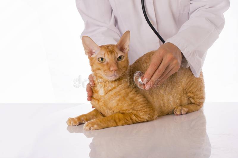 Коронавирус у кошек - симтомы, лечение, как передается, анализ, профилактика, опасность для человека