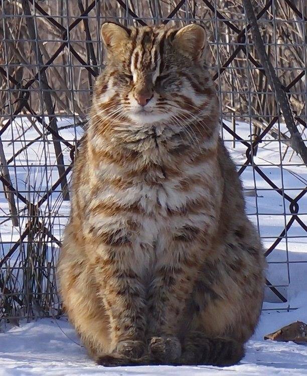 Амурский лесной кот: описание вида