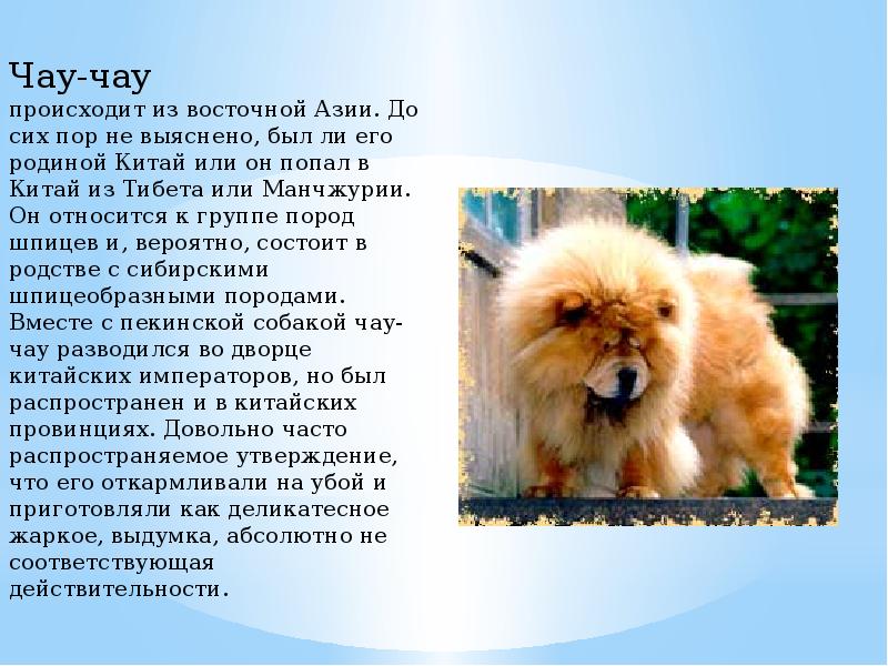 Чау-чау — описание породы собаки от а до я