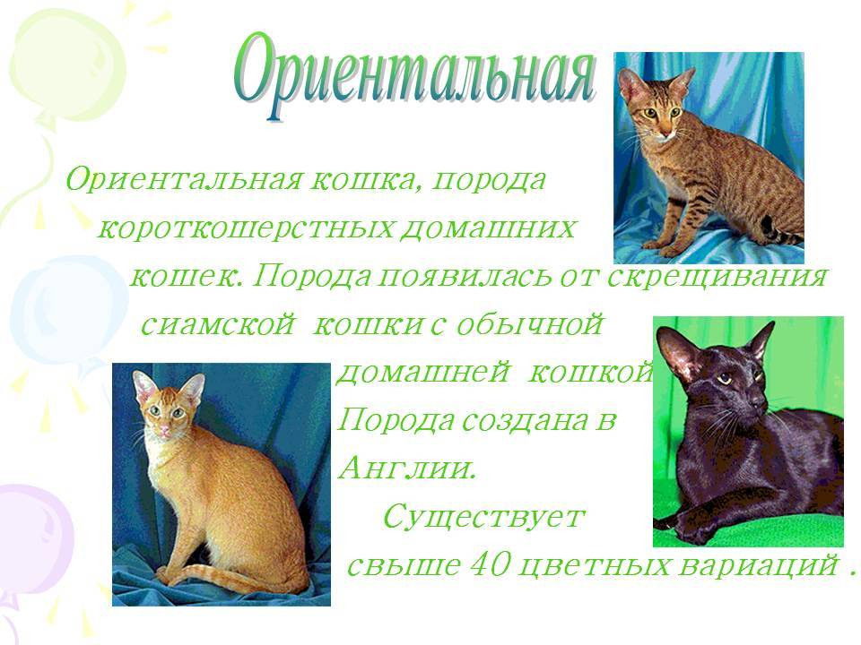 Ориентальная кошка (ориентал): фото, описание породы, цена котенка, характер