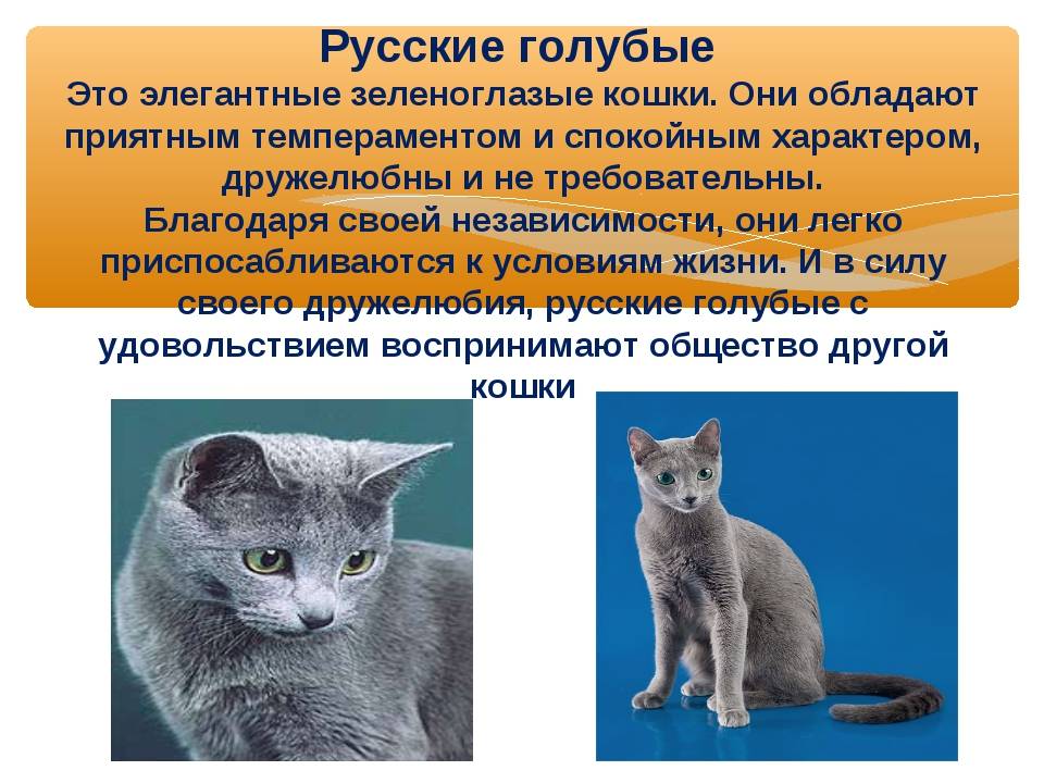 Все о кошках: описание, виды и содержание