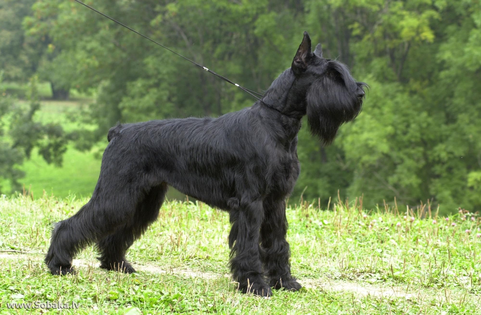 Большие черные собаки породы с фото