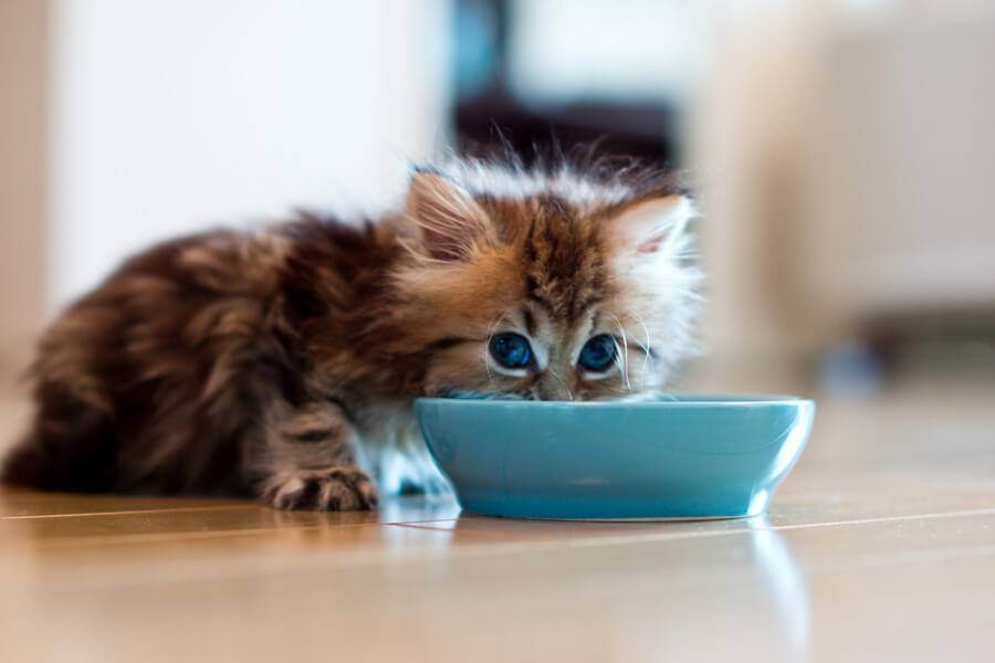 Кошка не ест после родов: почему и что делать?