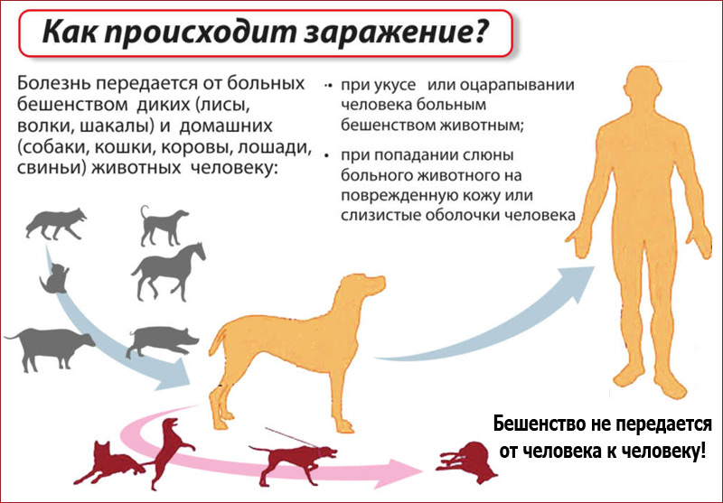 Можно ли заразиться глистами от кошки и собаки?