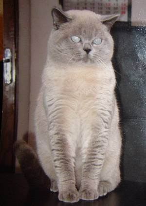 Вислоухий кот шотландский: характер, окрас, описание и фото