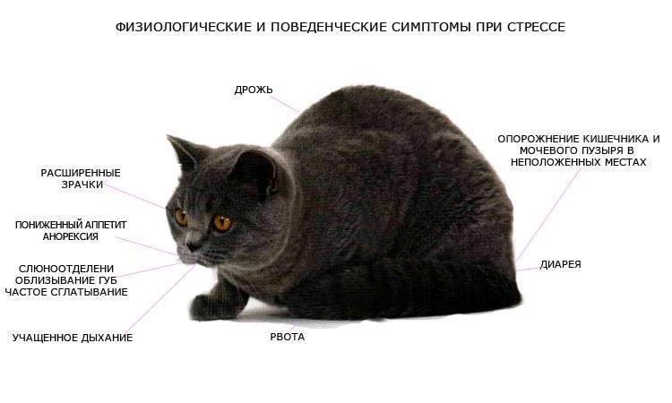 Агрессия у кошек: причины, виды и способы коррекции
