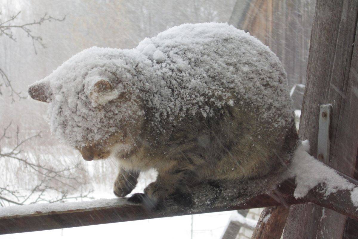 Как кошки переносят холод?