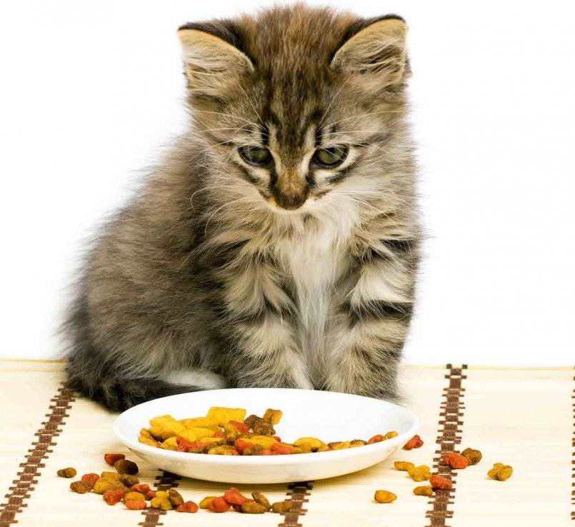 Нужно ли что-то делать, если кошка не ест?
