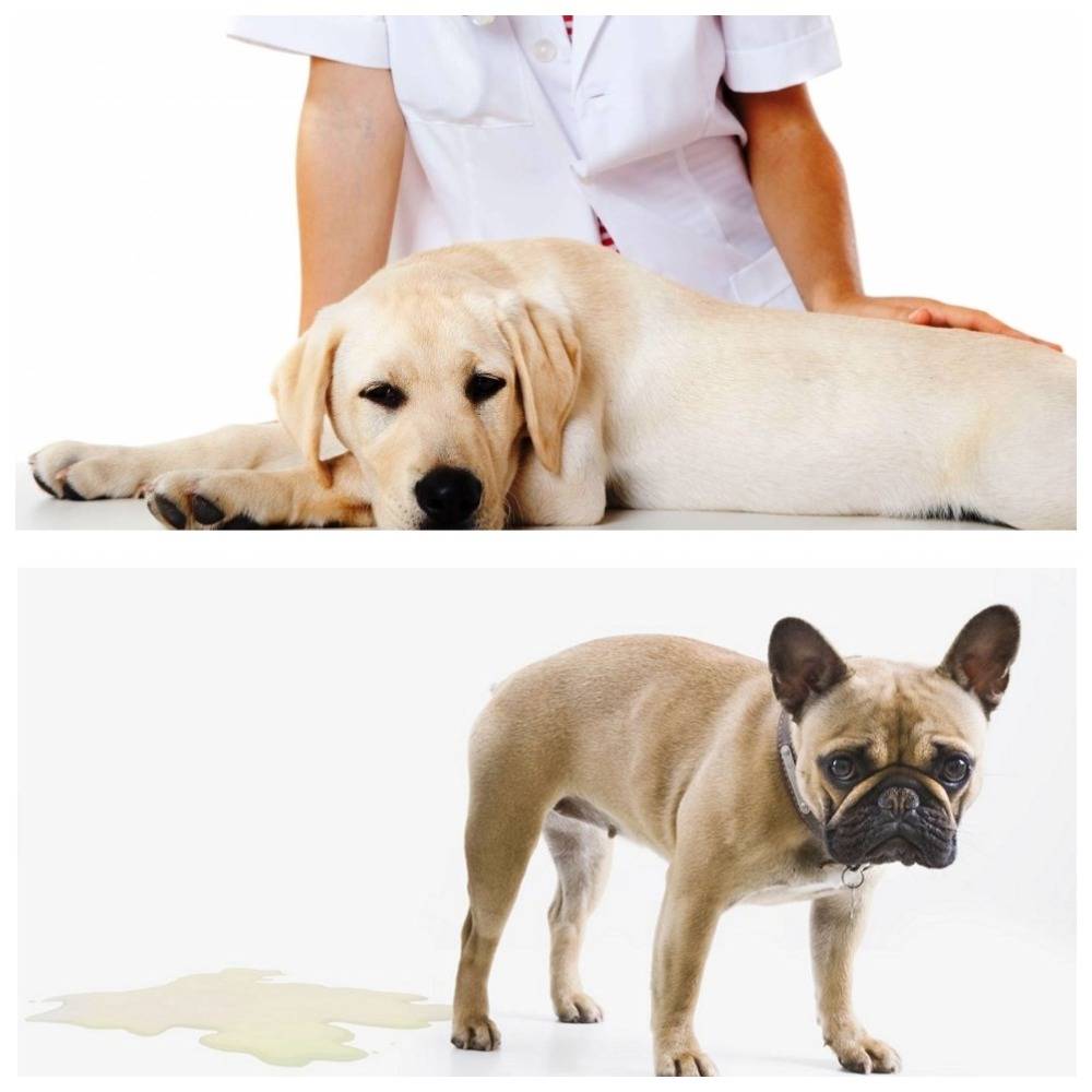 У собаки частое мочеиспускание  - причины и лечение