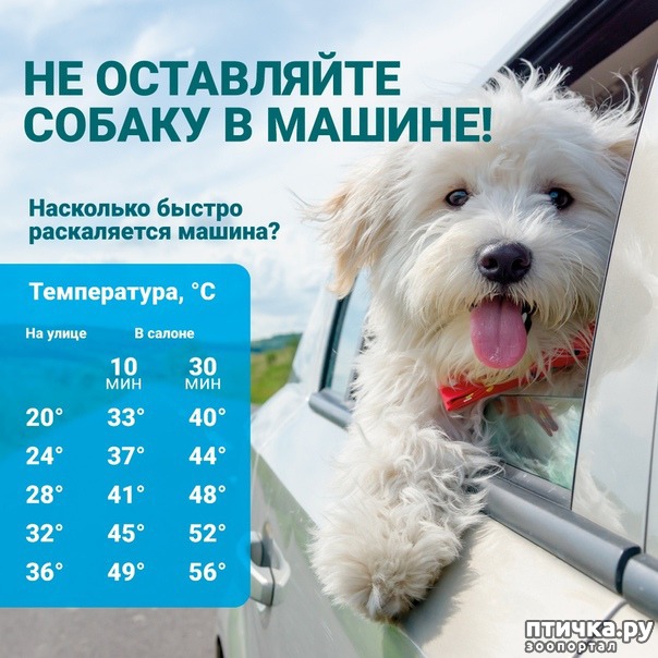 Как помочь собаке пережить жару