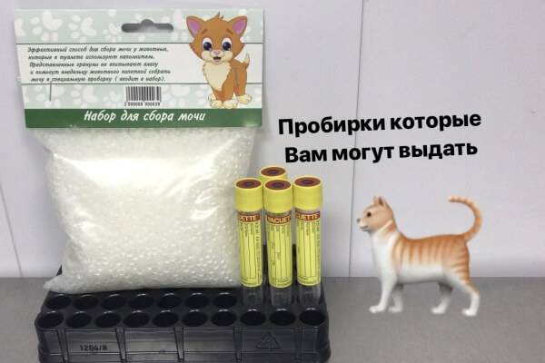 Как собрать мочу у кота на анализ: эффективные методы