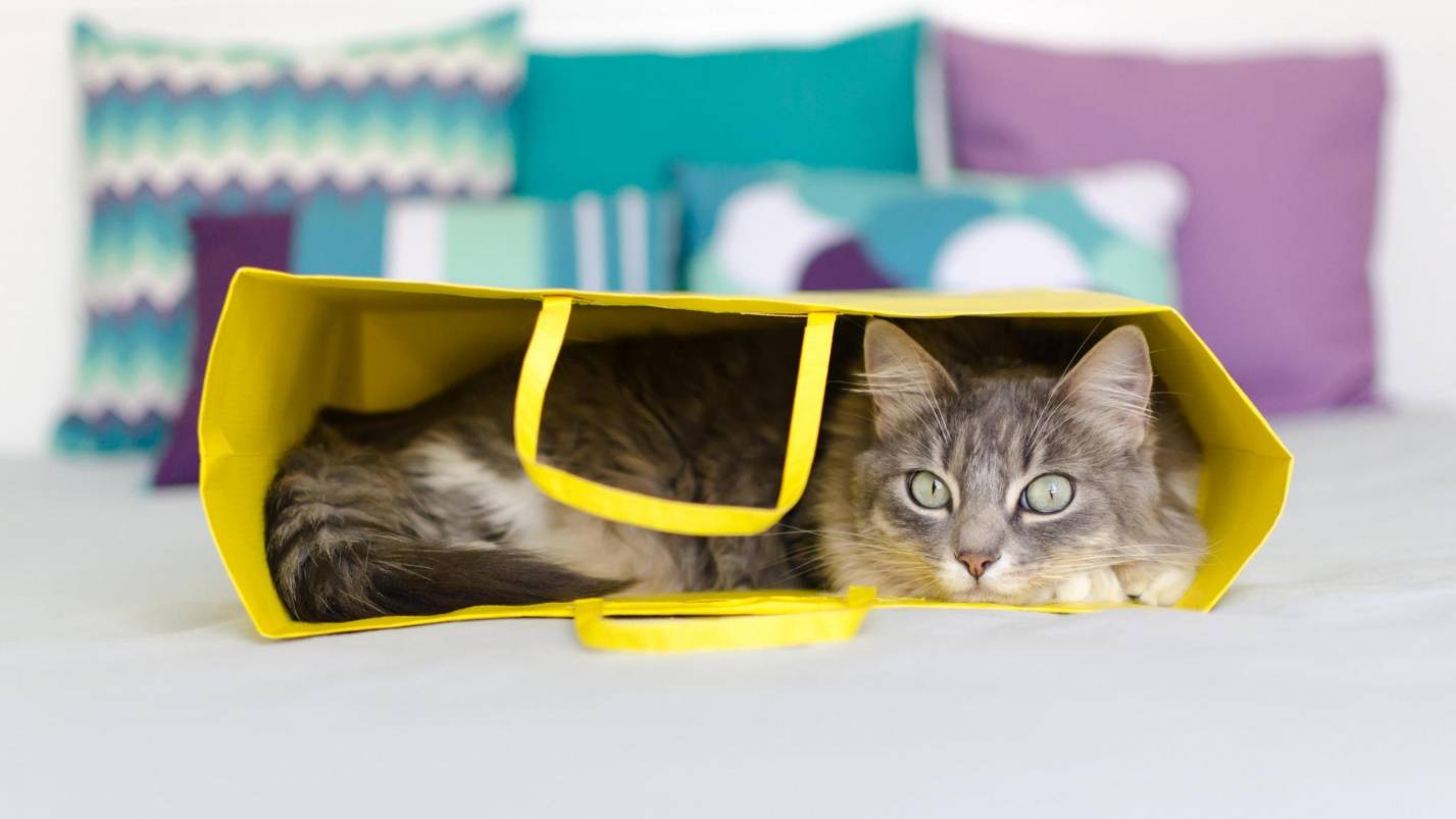 Почему кошки любят коробки и пакеты, почему нравятся
почему кошки любят коробки и пакеты, почему нравятся
