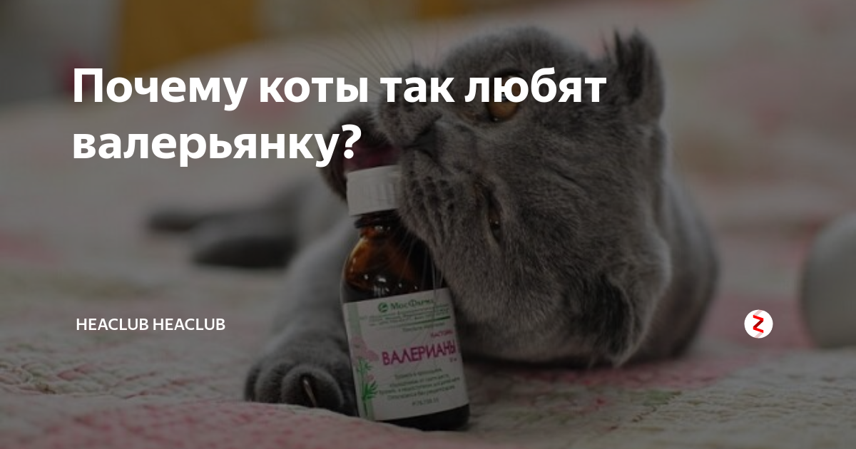 Что будет если дать коту валерьянку - реакция на препарат - kotiko.ru