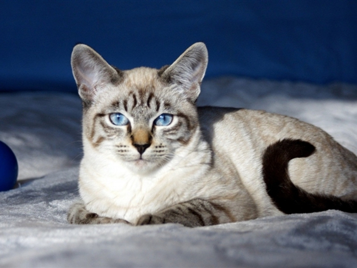 Описание охоса азулеса: фото кошки, отличительные особенности породы, содержание и уход