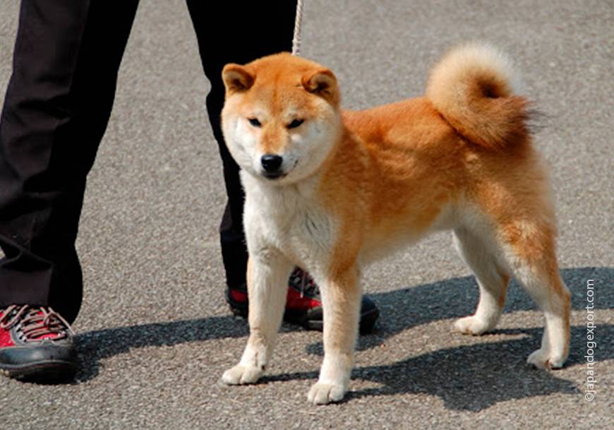 Какие существуют японские разновидности собак и как они называются