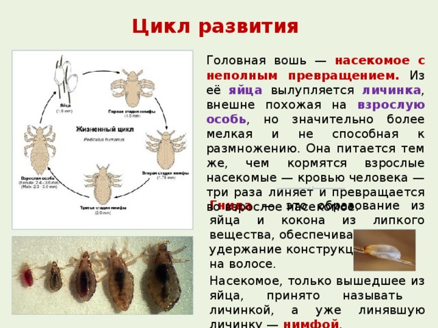 Власоеды у собак: симптомы и лечение, профилактика