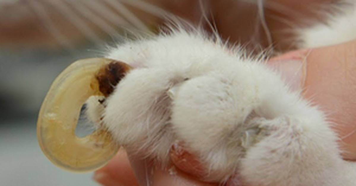 Кожный рог у кошек: причина появления на подушечках, лечение