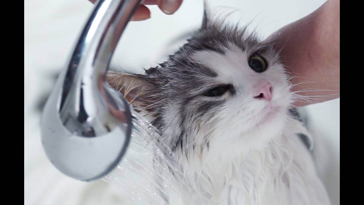 Как помыть британского кота?
