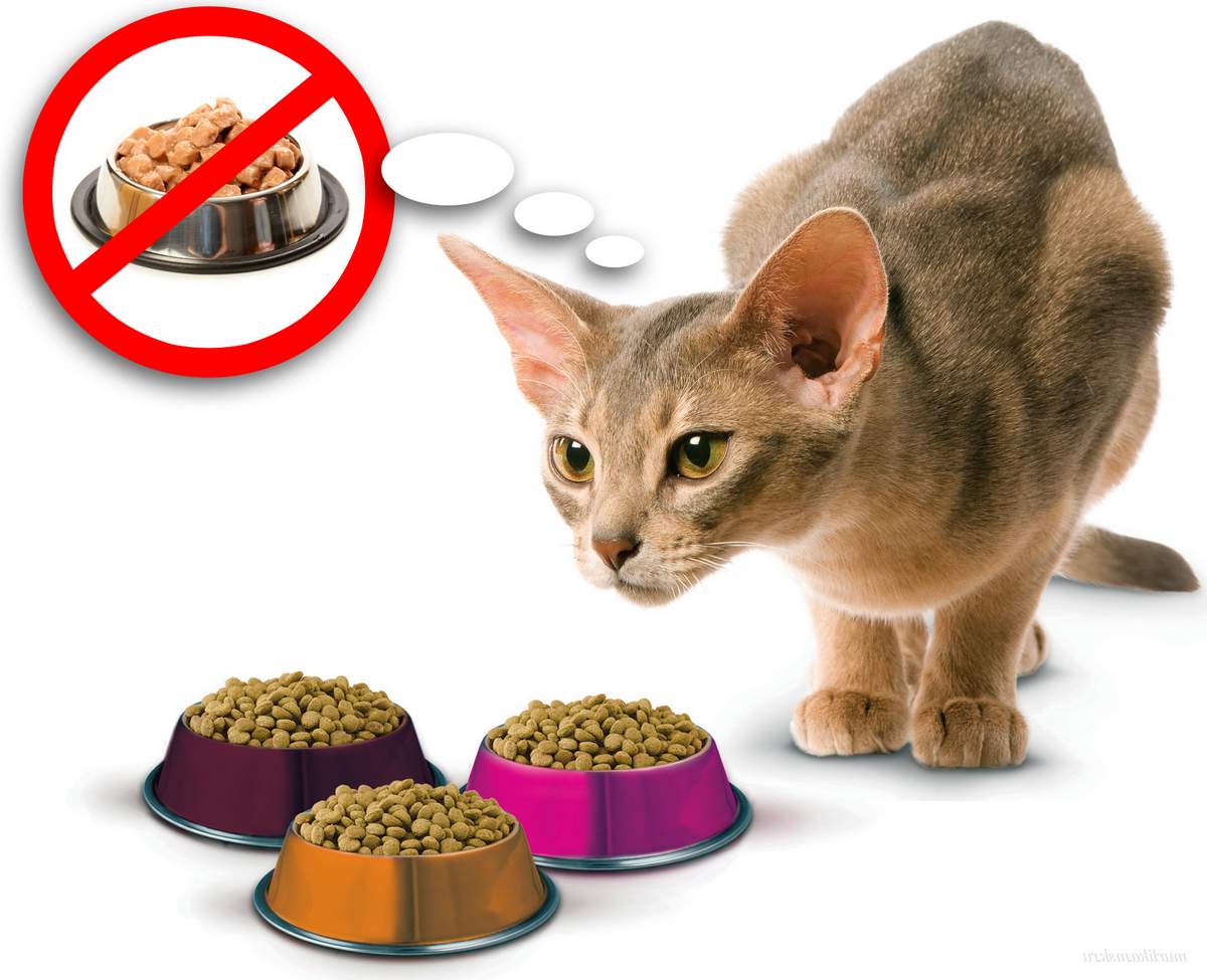 Как правильно кормить кошку сухим кормом