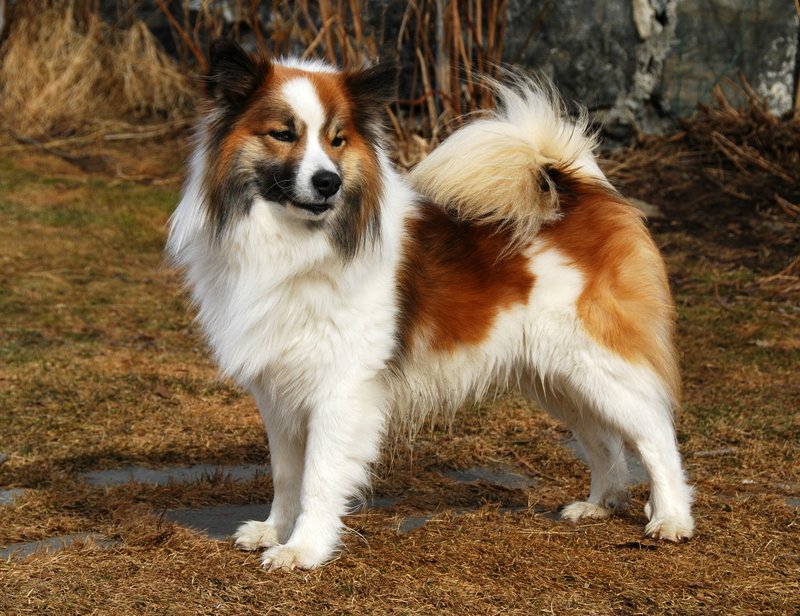 Исландская собака: описание и характеристика породы
