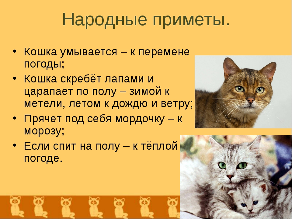 Почему кошка путается под ногами