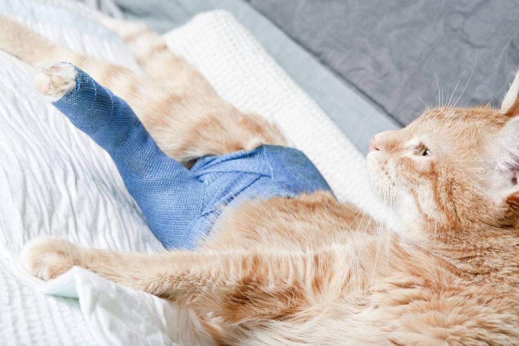 Перелом лапы у кошки: что делать в домашних условиях
