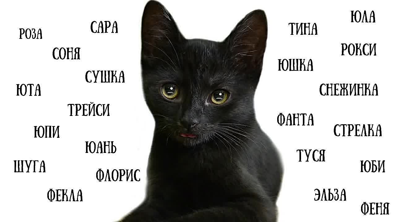 Список лучших имен для кошек и котов : самые популярные, красивые, оригинальные и смешные клички подходящие для черных, рыжих, белых, трехцветных и полосатых котов и кошек