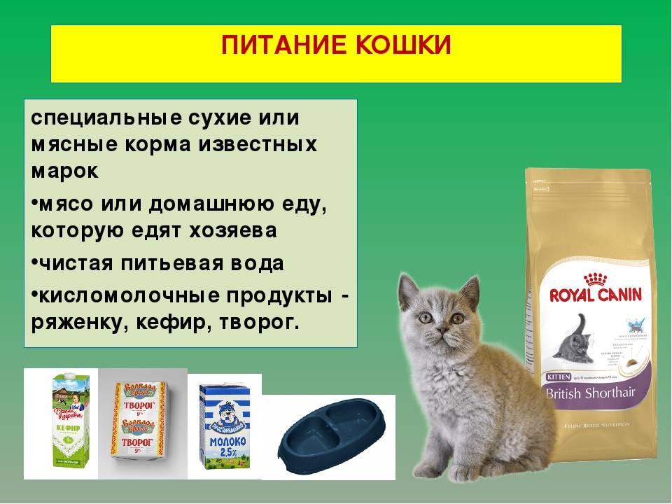 Витамины с таурином для кошек