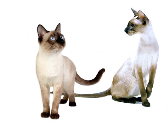 Сравнение тайской и сиамской кошки. основные отличие сиамской кошки от тайской. рацион тайской кошки