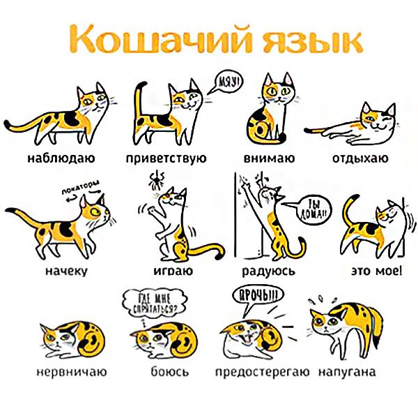 Как понимать кошек: что хочет кошка по движениям хвоста, тела
