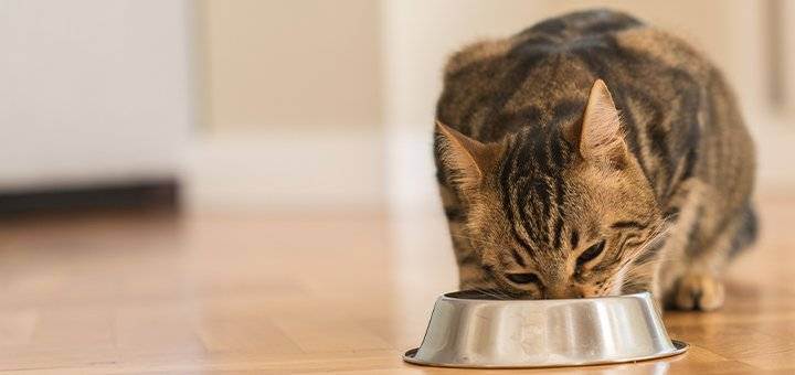 Чем правильно кормить кастрированного кота в домашних условиях – советы ветеринаров по питанию