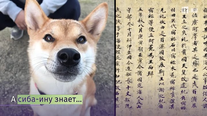 Японские клички для собак — выбираем имя со смыслом