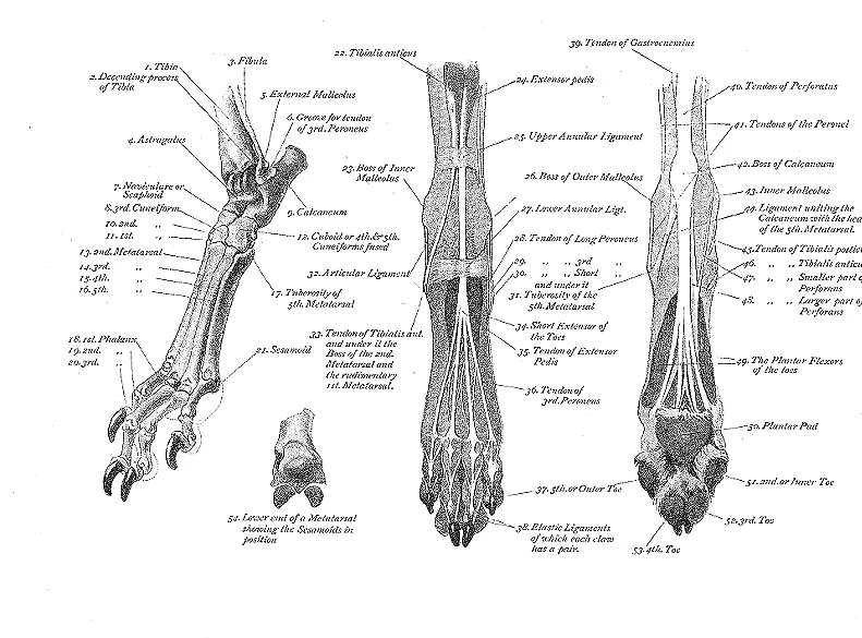 Передние и задние лапы кошки. Анатомия задней конечности собаки. Анатомия костей задних конечностей кошки. Плюсна анатомия собаки лапа. Строение задних конечностей собаки.