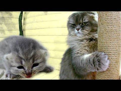 Британские котята после рождения. сколько весит новорожденных котенок? британские кошки бывают серебристые или нет